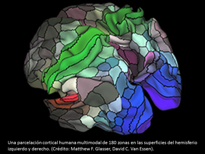 Que es la parcelacion cortical?