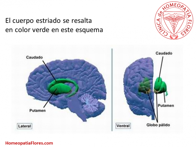 En que parte del cerebro estan el miedo y la ansiedad?