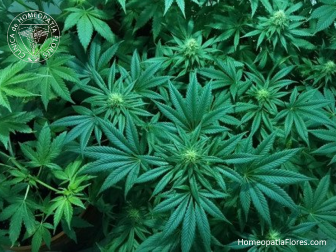Efecto de la marihuana sobre la memoria