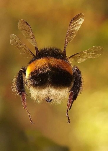 Seamos como las abejas