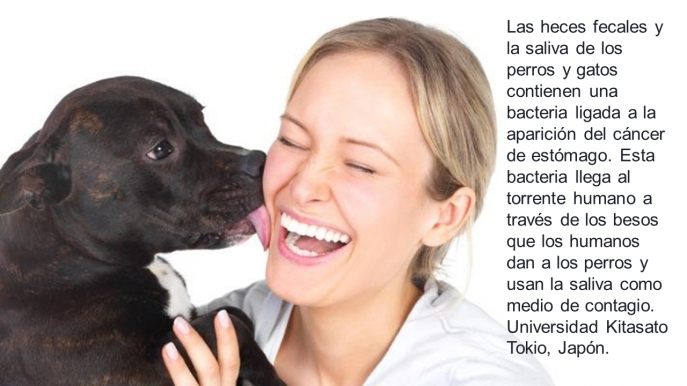 La saliva de las mascotas es peligrosa