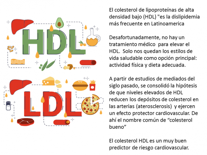¿Qué es y cómo elevar mis niveles de colesterol del bueno?