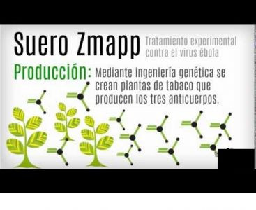 El biocultivo, una tecnica rapida y economica para producir medicamentos contra el virus Ebola.
