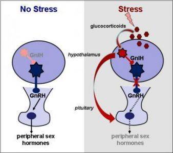 b2ap3_thumbnail_stressfertility2.jpg