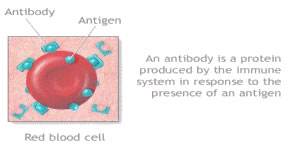 imagen anticuerpo