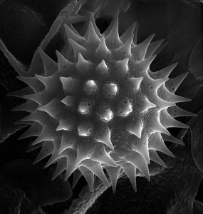 polllengrain